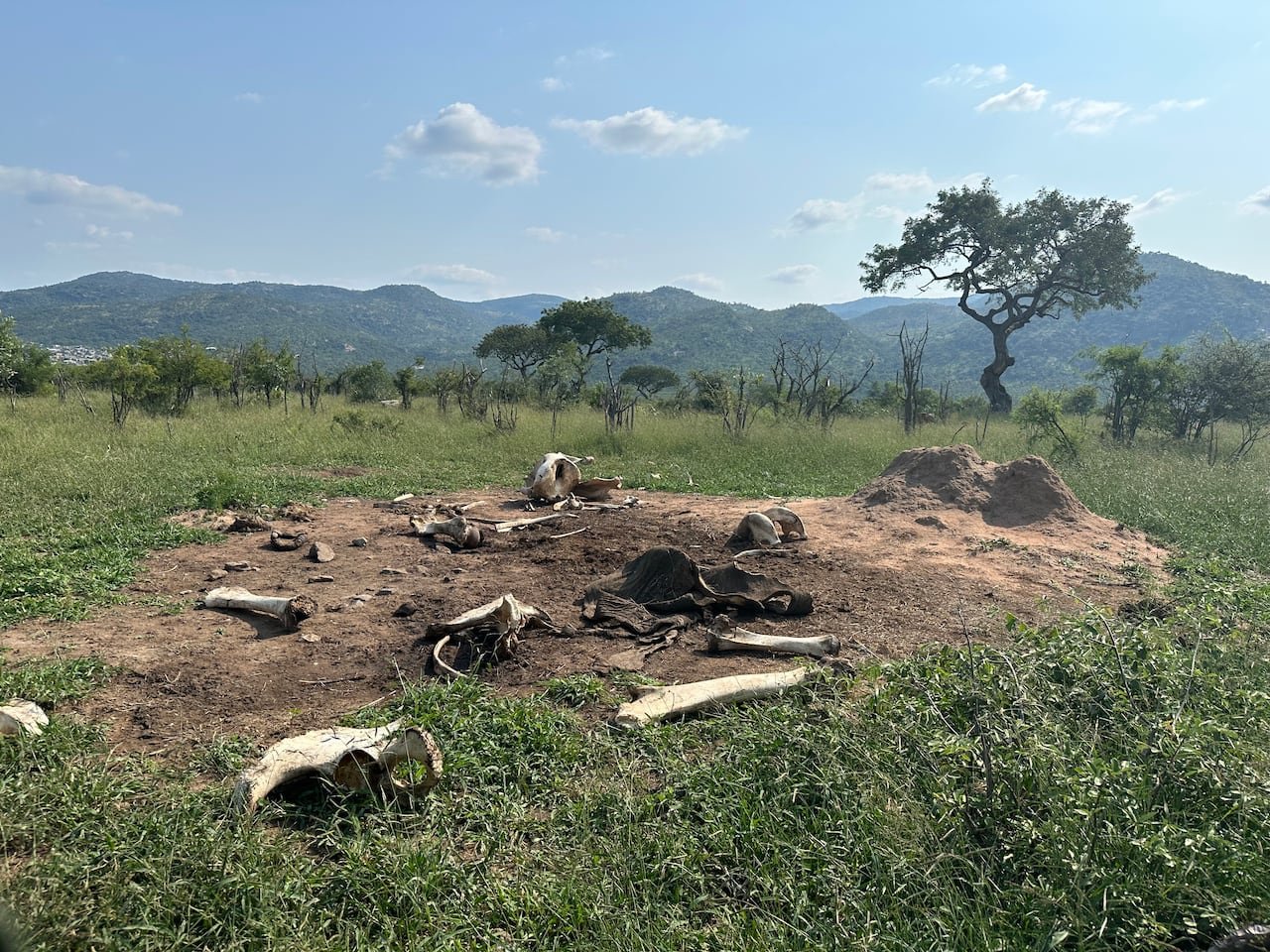 default-176 A photograph showing a large bare area with elephant bones